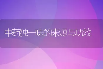 中药独一味的来源与功效