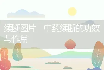 续断图片 中药续断的功效与作用