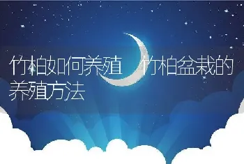 竹柏如何养殖 竹柏盆栽的养殖方法