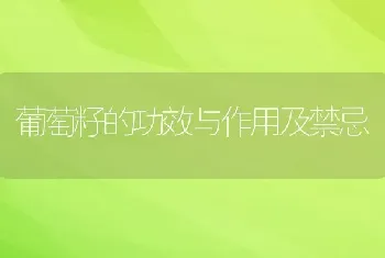 葡萄籽的功效与作用及禁忌