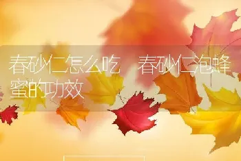 春砂仁怎么吃 春砂仁泡蜂蜜的功效