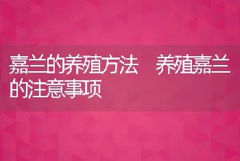 嘉兰的养殖方法 养殖嘉兰的注意事项