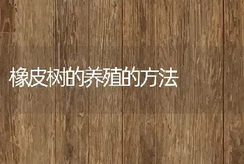 橡皮树的养殖的方法