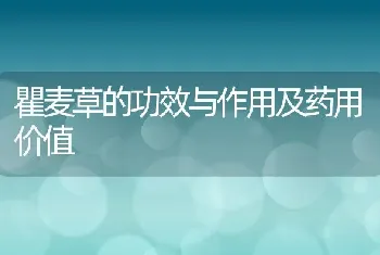 瞿麦草的功效与作用及药用价值