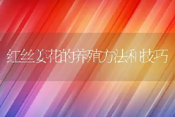 红丝姜花的养殖方法和技巧