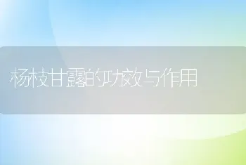 杨枝甘露的功效与作用