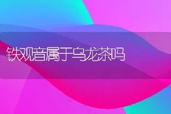 铁观音属于乌龙茶吗