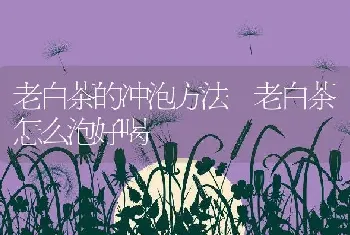 老白茶的冲泡方法 老白茶怎么泡好喝