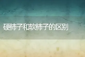 硬柿子和软柿子的区别