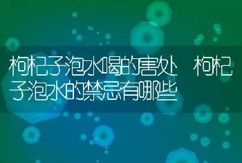 枸杞子泡水喝的害处 枸杞子泡水的禁忌有哪些