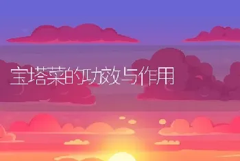 宝塔菜的功效与作用