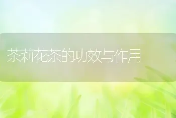 茶莉花茶的功效与作用