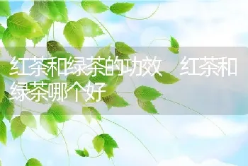 红茶和绿茶的功效 红茶和绿茶哪个好