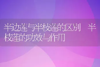 半边莲与半枝莲的区别 半枝莲的功效与作用