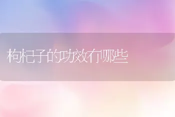 枸杞子的功效有哪些