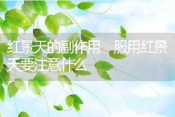 红景天的副作用 服用红景天要注意什么