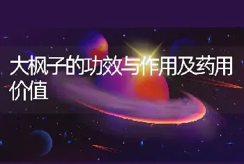 大枫子的功效与作用及药用价值