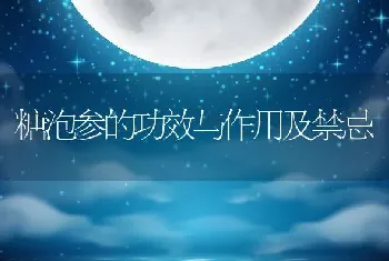 糖泡参的功效与作用及禁忌