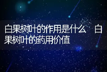 白果树叶的作用是什么 白果树叶的药用价值