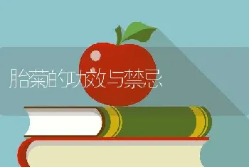 胎菊的功效与禁忌