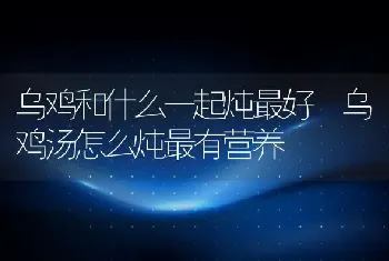 乌鸡和什么一起炖最好 乌鸡汤怎么炖最有营养