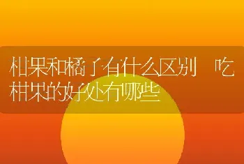 柑果和橘子有什么区别 吃柑果的好处有哪些