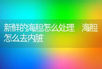 新鲜的海胆怎么处理 海胆怎么去内脏