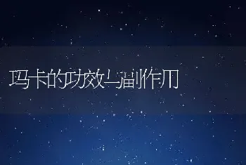 玛卡的功效与副作用