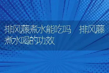 排风藤煮水能吃吗 排风藤煮水喝的功效