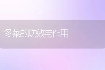 冬菜的功效与作用