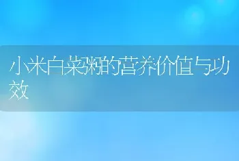 小米白菜粥的营养价值与功效