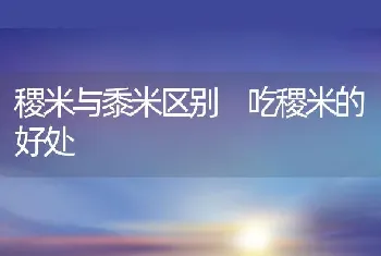 稷米与黍米区别 吃稷米的好处