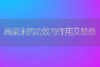 高粱米的功效与作用及禁忌