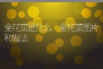 金花菜是什么 金花菜图片和做法