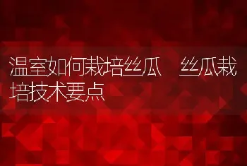 温室如何栽培丝瓜 丝瓜栽培技术要点