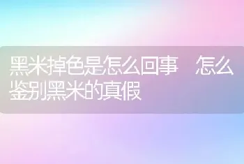 黑米掉色是怎么回事 怎么鉴别黑米的真假