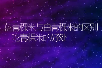 蓝青稞米与白青稞米的区别 吃青稞米的好处