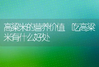 高粱米的营养价值 吃高粱米有什么好处