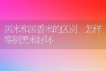 黑米和黑香米的区别 怎样鉴别黑米好坏