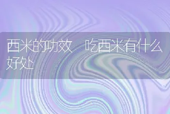 西米的功效 吃西米有什么好处