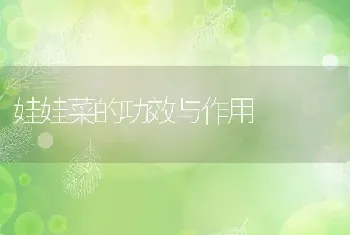 娃娃菜的功效与作用