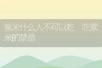 紫米什么人不可以吃 吃紫米的禁忌