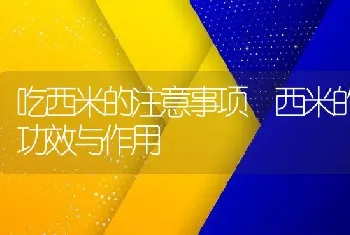 吃西米的注意事项 西米的功效与作用