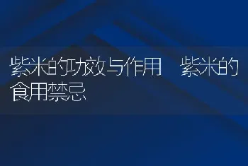 紫米的功效与作用 紫米的食用禁忌