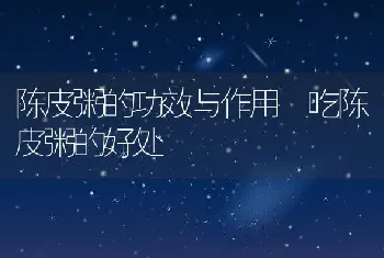 陈皮粥的功效与作用 吃陈皮粥的好处