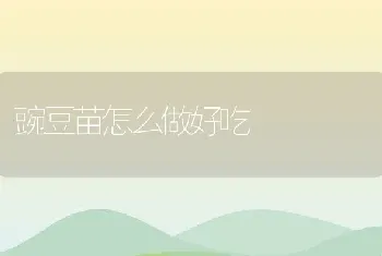 豌豆苗怎么做好吃