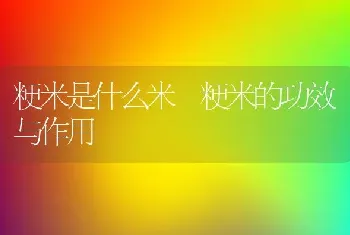 粳米是什么米 粳米的功效与作用