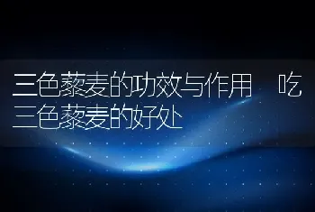 三色藜麦的功效与作用 吃三色藜麦的好处