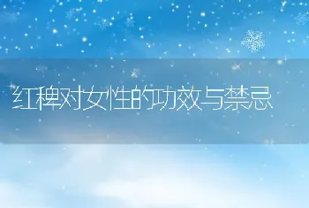 红稗对女性的功效与禁忌