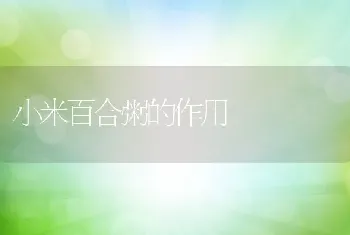 小米百合粥的作用